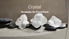  Presentation with hydrangea - Audience pleasing presentation consisting of hydrangea petals with pile of black stones on gray background backdrop and a gray colored foreground