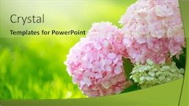  Presentation with white hydrangea - Presentation design featuring hydrangea-pink-flower-closeup-beautiful background and a  colored foreground
