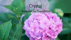  Presentation with nature purple - Slide set featuring hydrangea soft focus noise added background and a ocean colored foreground