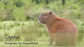  Presentation with rodent - PPT layouts enhanced with rodents - south american capybara or hydrochaeris background and a mint green colored foreground