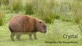  Presentation with rodent - Amazing presentation theme having rodents - south american capybara or hydrochaeris backdrop and a yellow colored foreground