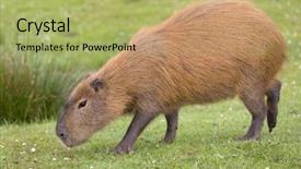 Presentation with rodent - Presentation theme with rodents - south american capybara or hydrochaeris background and a yellow colored foreground
