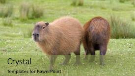  Presentation with rodent - Presentation theme enhanced with rodents - south american capybara or hydrochaeris background and a yellow colored foreground