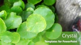  Presentation with asiatic pennywort centella asiatica ayurveda - Colorful presentation design enhanced with hydrocotyle-background-water-pennywort-centella backdrop and a seafoam green colored foreground