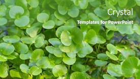  Presentation with water - Slide set having hydrocotyle-background-water-pennywort-centella background and a tawny brown colored foreground
