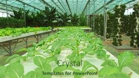  Presentation with hydroponic farm - Slide set with hydroponics water culturr - hydroponic farm background and a mint green colored foreground
