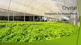  Presentation with plantation - Slides consisting of hydroponics water culturr - hydroponic plantation background and a lemonade colored foreground