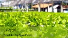  Presentation with plantation - Colorful slides enhanced with hydroponic plantation backdrop and a gold colored foreground