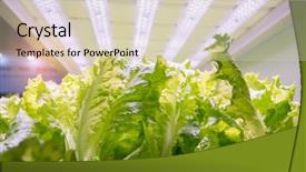 Presentation with agriculture technology - Presentation having hydroponic vegetable grow with led background and a soft green colored foreground