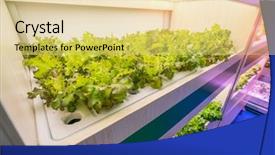  Presentation with vegetable farm - Presentation theme enhanced with hydroponic vegetable grow with led background and a yellow colored foreground