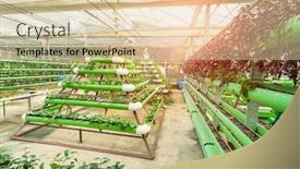  Presentation with water pipes - Amazing PPT theme having hydroponic-vegetable-plantation-system backdrop and a lemonade colored foreground