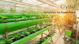  Presentation with water pipes - PPT theme with hydroponic-vegetable-plantation-system background and a blonde colored foreground