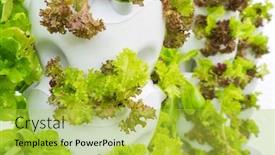  Presentation with pvc - Beautiful slides featuring hydroponic-vegetable-plantation-system backdrop and a yellow colored foreground