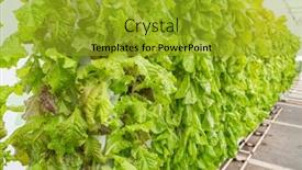  Presentation with pvc - Presentation having hydroponic-vegetable-plantation-system background and a gold colored foreground
