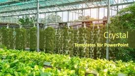  Presentation with water pipes - Slides having hydroponic-vegetable-plantation-system background and a tawny brown colored foreground