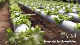  Presentation with vegetables - Colorful presentation enhanced with technology aquaculture - hydroponic cultivation of vegetables backdrop and a tawny brown colored foreground