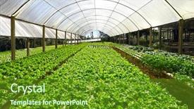  Presentation with plantation - Cool new presentation theme with hydroponic plantation backdrop and a tawny brown colored foreground