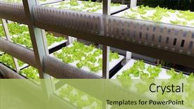  Presentation with factory farming - Cool new PPT layouts with factory farming - hydroponic plantation backdrop and a yellow colored foreground
