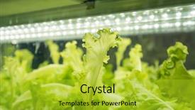  Presentation with led light - Presentation theme enhanced with factory farming - hydroponic vegetable grow with led background and a yellow colored foreground