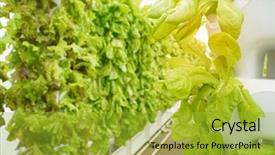  Presentation with water pipes - Cool new presentation theme with vegetable plantation system of water backdrop and a yellow colored foreground