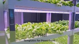  Presentation with vegetable farm - Slide set having light indoor farm agriculture technology background and a yellow colored foreground