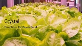  Presentation with vegetable farm - Colorful slides enhanced with light indoor farm agriculture technology backdrop and a yellow colored foreground