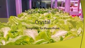  Presentation with hydroponic farm - Audience pleasing PPT theme consisting of light indoor farm agriculture technology backdrop and a yellow colored foreground