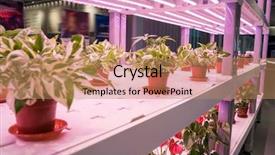 Presentation with devils - Theme featuring light indoor farm agriculture technology background and a coral colored foreground
