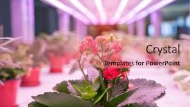  Presentation with agriculture technology - Cool new presentation theme with organic hydroponic flower grow backdrop and a coral colored foreground