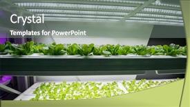  Presentation with factory farming - Cool new slides with factory farming - organic hydroponic vegetable garden backdrop and a gray colored foreground