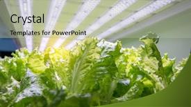  Presentation with factory farming - Theme having factory farming - organic hydroponic vegetable garden background and a mint green colored foreground