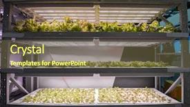  Presentation with farming - Beautiful PPT theme featuring factory farming - organic hydroponic vegetable garden backdrop and a tawny brown colored foreground