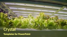  Presentation with factory farming - Slide deck consisting of factory farming - organic hydroponic vegetable garden background and a tawny brown colored foreground