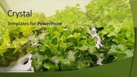  Presentation with agriculture technology - Slide deck having grow indoor farm agriculture technology background and a yellow colored foreground