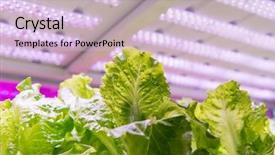  Presentation with vegetable farm - PPT theme enhanced with light indoor farm agriculture technology background and a lemonade colored foreground