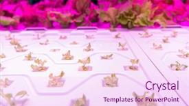 Presentation with hydroponic farm - Amazing slide set having factory farming - organic hydroponic vegetable grow backdrop and a pink colored foreground
