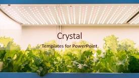 Presentation with hydroponic farm - Audience pleasing PPT theme consisting of factory farming - organic hydroponic vegetable grow backdrop and a lemonade colored foreground
