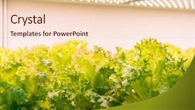  Presentation with factory farming - Slide deck consisting of factory farming - organic hydroponic vegetable grow background and a lemonade colored foreground