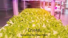  Presentation with technology aquaculture hydroponic vegetable - Presentation theme having light indoor farm agriculture technology background and a yellow colored foreground