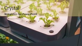  Presentation with technology aquaculture hydroponic vegetable - Audience pleasing slide deck consisting of light indoor farm agriculture technology backdrop and a yellow colored foreground