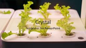  Presentation with technology aquaculture hydroponic vegetable - Cool new PPT layouts with light indoor farm agriculture technology backdrop and a yellow colored foreground