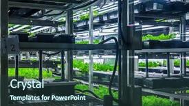  Presentation with plants - Slide set consisting of plants are cultivated in hydroponic background and a tawny brown colored foreground