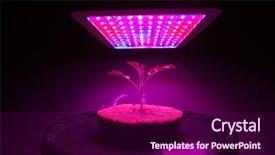  Presentation with light spectrum - Presentation design consisting of plant under led grow light background and a violet colored foreground