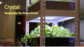  Presentation with plantation - PPT layouts having hydroponics plantation of vegetable background and a tawny brown colored foreground