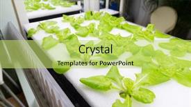  Presentation with plants growing - PPT layouts with hydroseeding - small plants growing in hydroponic background and a  colored foreground