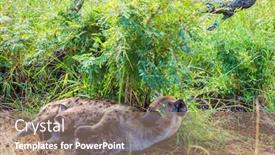  Presentation with newborn babies - Slide deck featuring hyena-feeds-her-newborn-babies background and a coral colored foreground