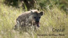  Presentation with serengeti africa - Slide set consisting of hyena in serengeti national park tanzania africa background and a coral colored foreground