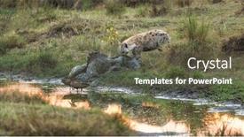  Presentation with kenya - Slide set consisting of scavenger hunt - hyena scavenges meat background and a tawny brown colored foreground