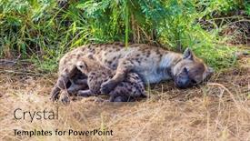  Presentation with newborn babies - PPT theme with hyena-spotted-feeds-her-newborn background and a coral colored foreground