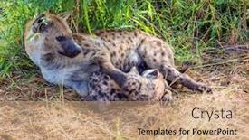  Presentation with newborn babies - Presentation theme with hyena-spotted-predatory-mammal background and a coral colored foreground